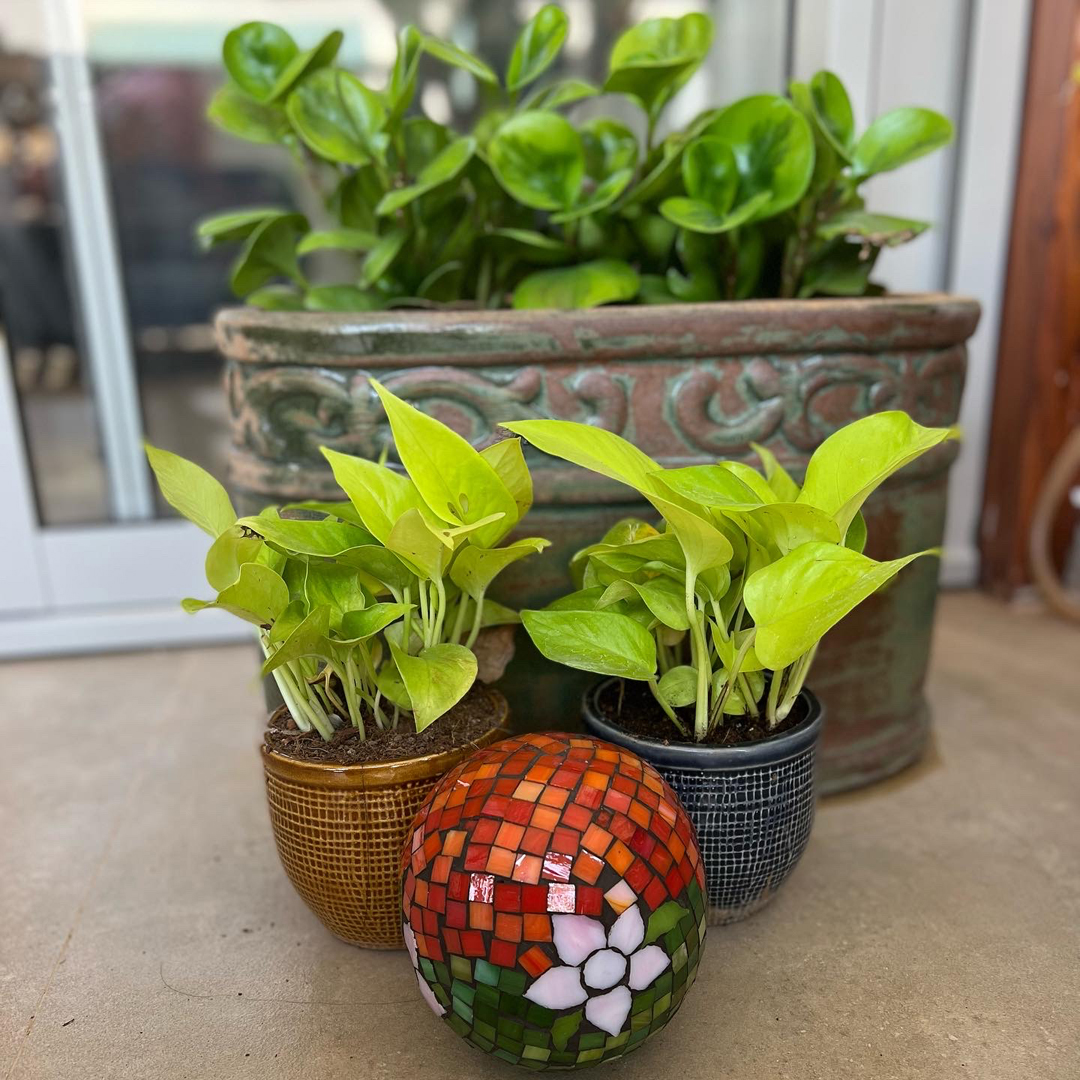 Garden Ball
